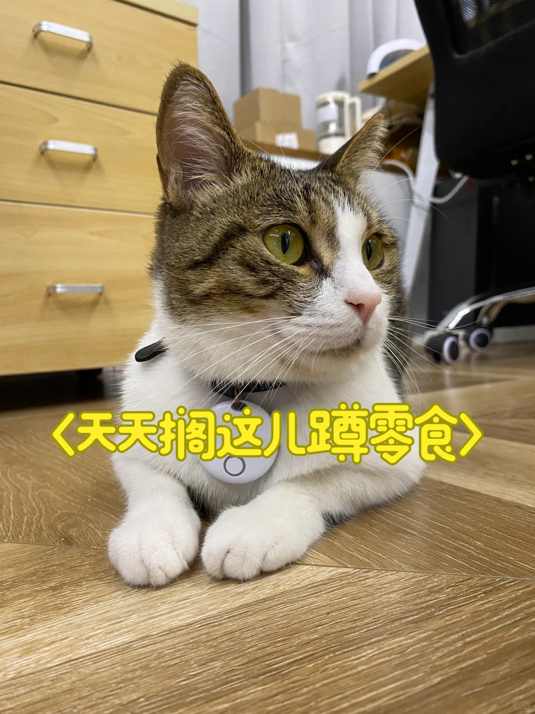 一只臭不要脸喵的日常
