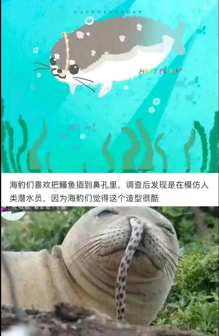 海豹们喜欢把鳗鱼插到鼻孔里，调查后发现是在模仿人类潜水，因为海豹们觉得这个造型很