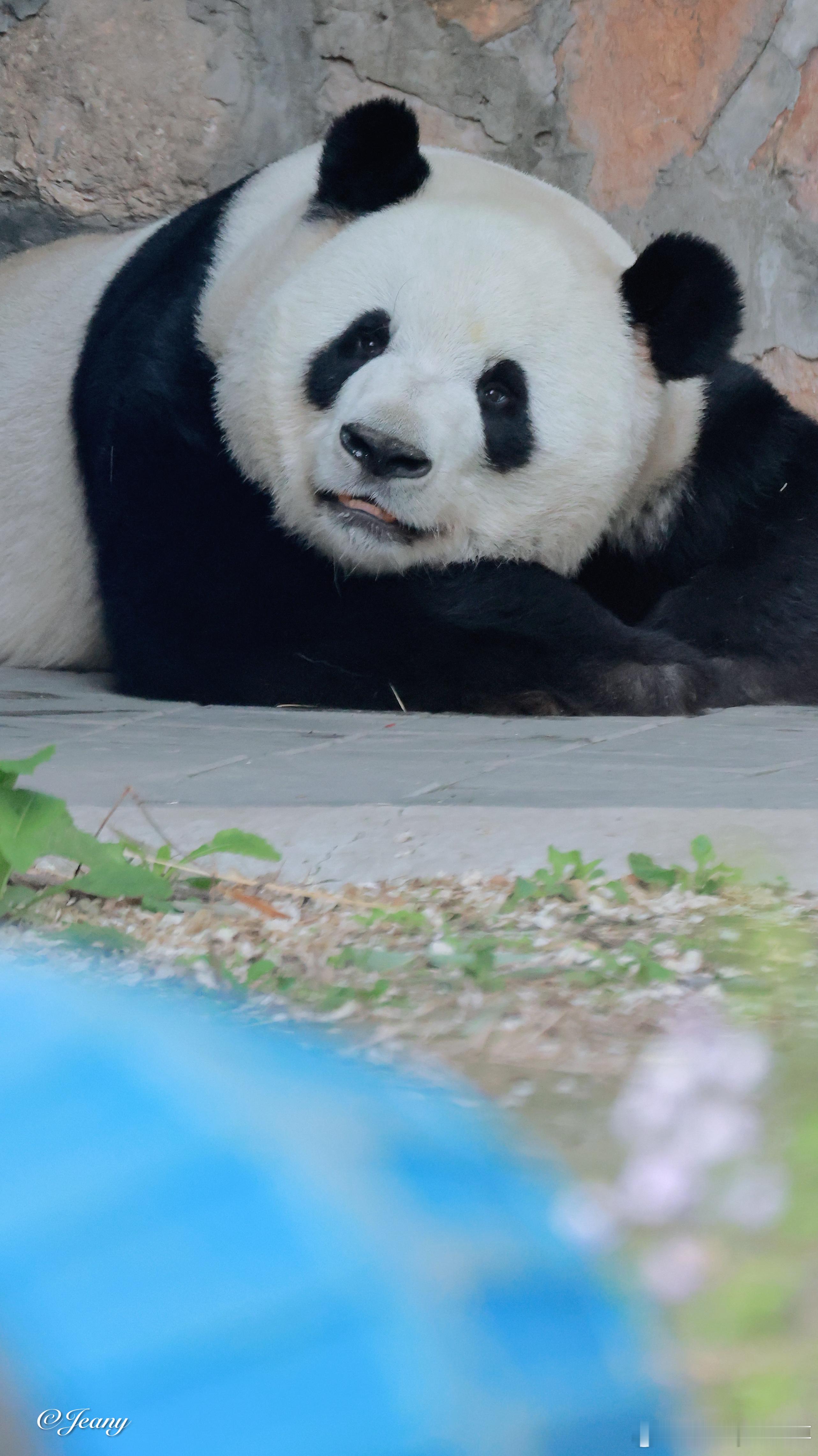 4.24萌兰Jeany姨姨拍的我肤白貌美大长腿大熊猫萌兰