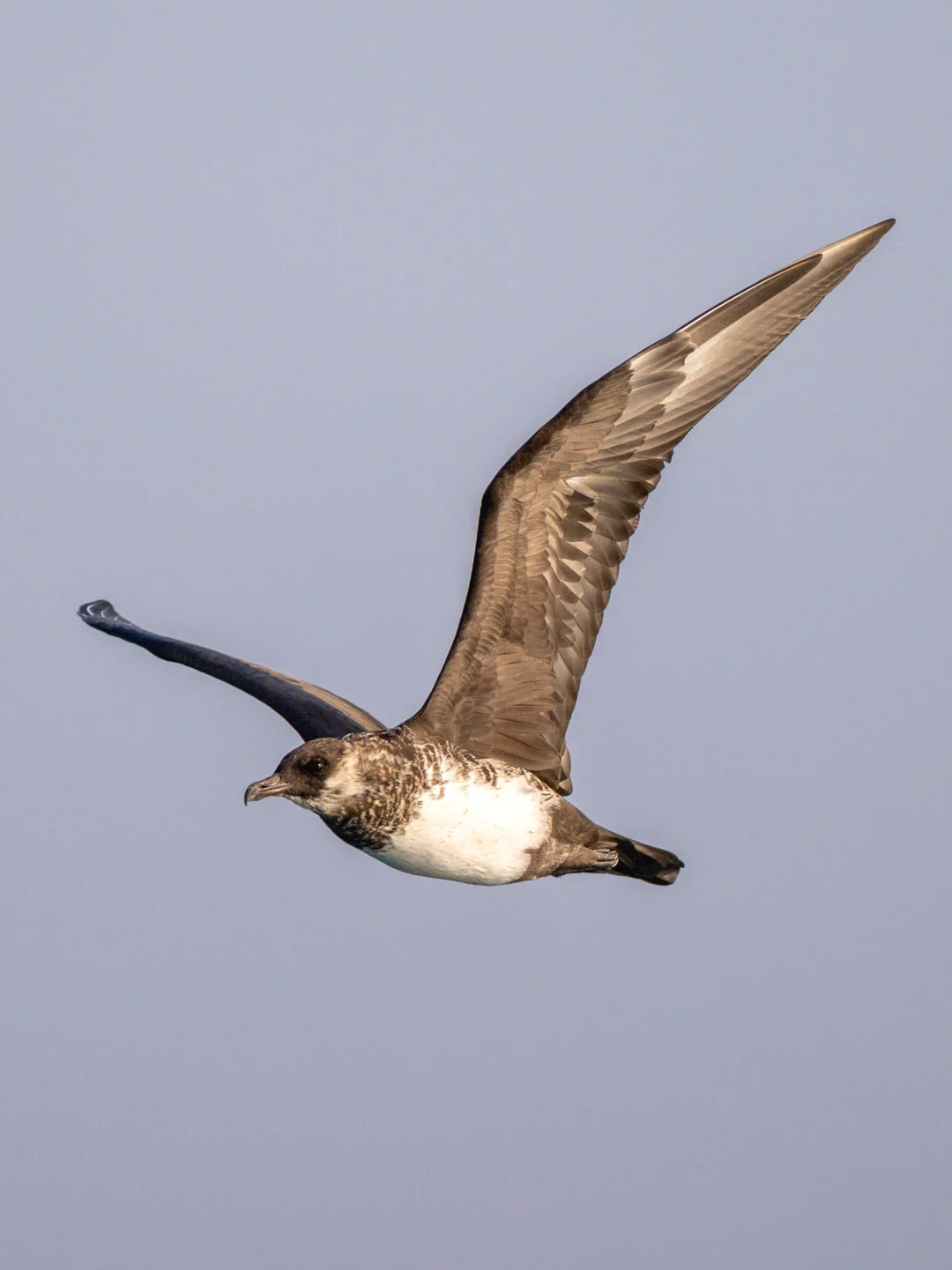 海空巨盗的空中特写