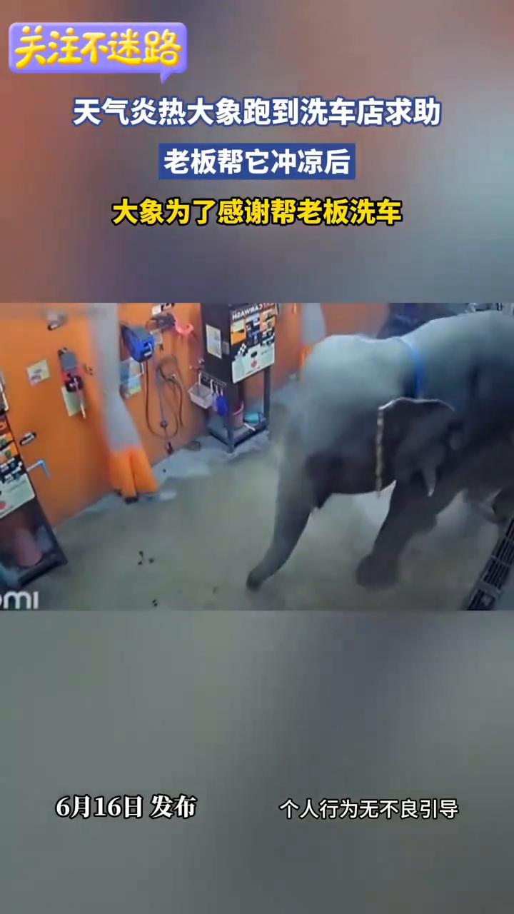 天气炎热，大象跑到洗车店求助，老板帮它冲凉后，大象为了感谢帮老板洗车。
6月16