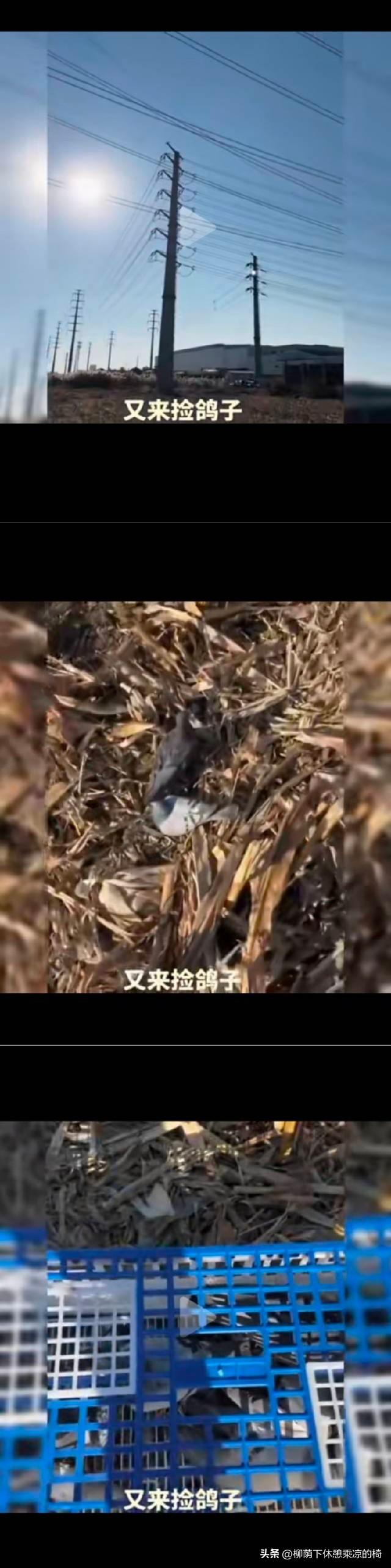 高压线下捡鸽子，一捡就是一笼子？
说天天都有，不少还撞死在电线上！刚刷到这事儿我