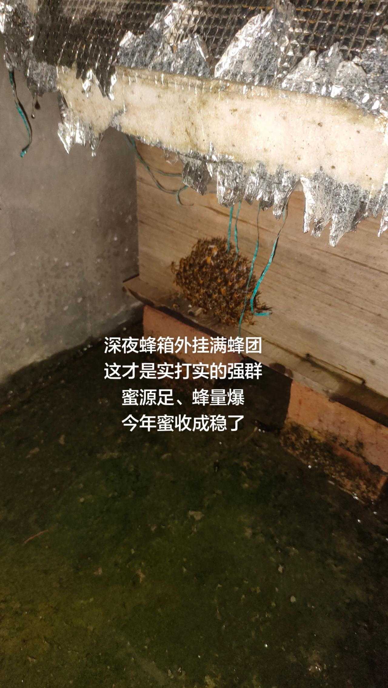 深夜蜂箱外挂满蜂团
这才是实打实的强群
蜜源足、蜂量爆
今年蜜收成稳了
蜜蜂养殖