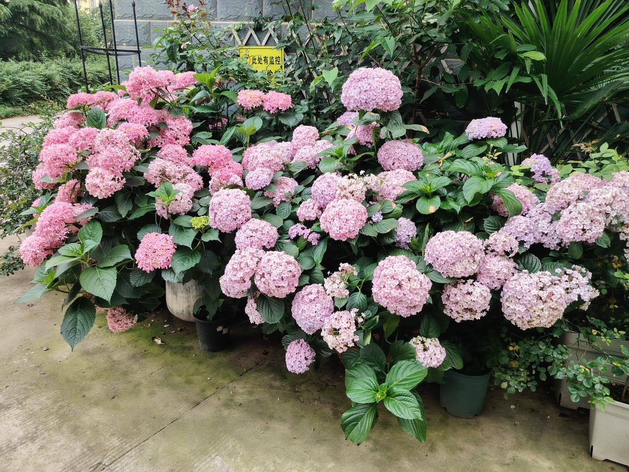 小区角落里怒放的绣球花