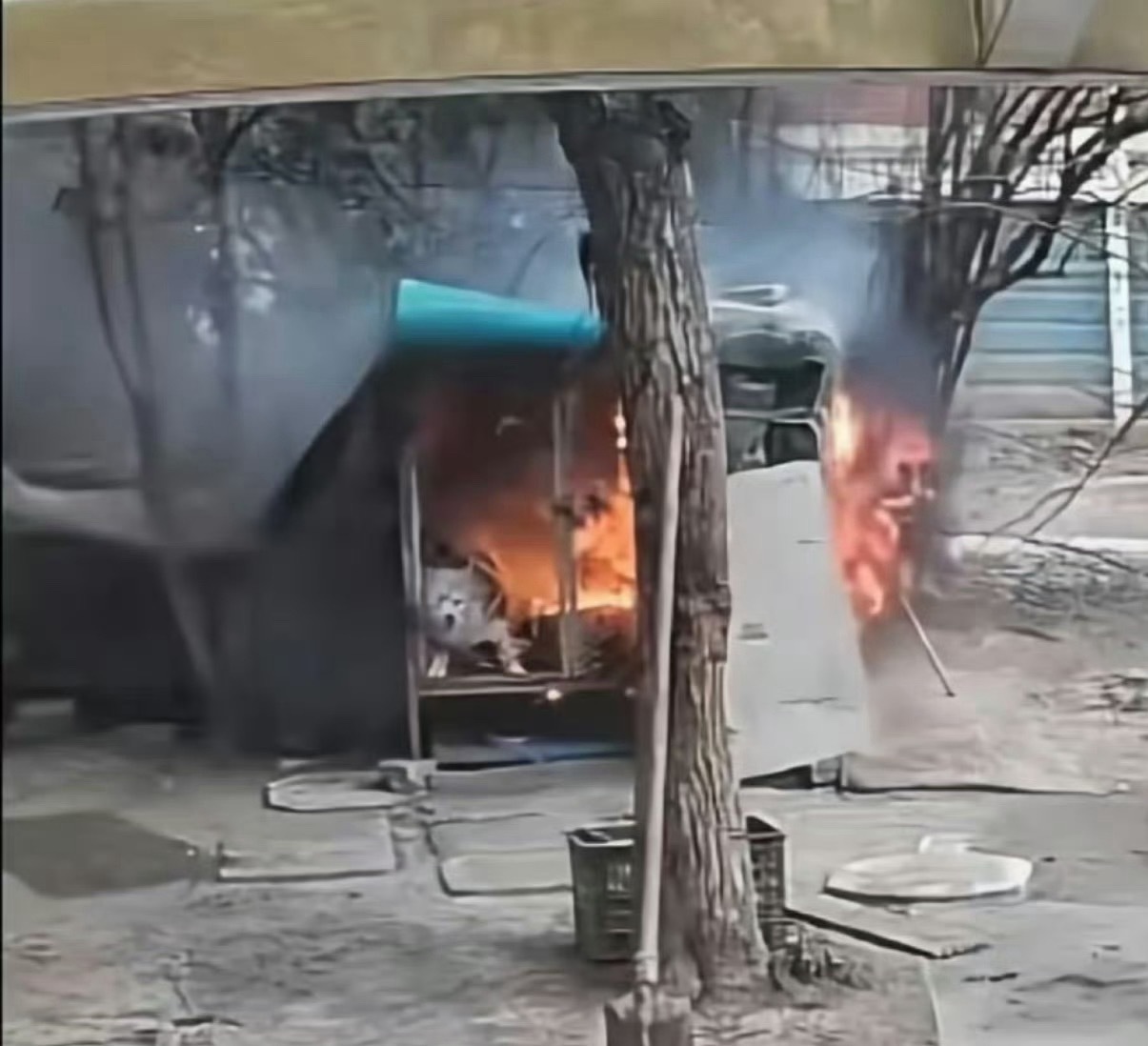 连云港萨摩耶萨摩耶活活被烧死了，狗得多绝望。 