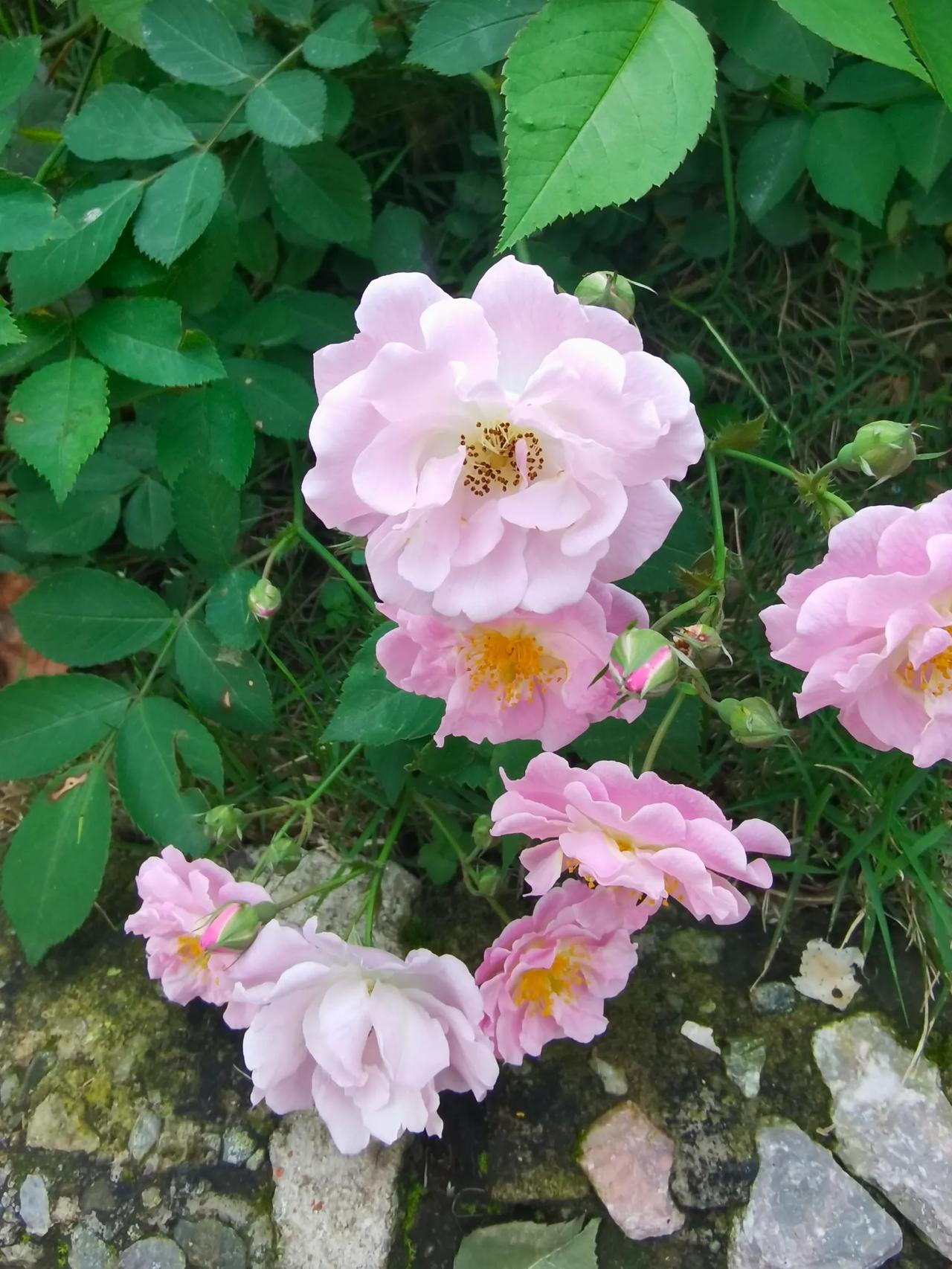 人间四月天 既是对林徽因经典诗作中美好意象的指代，也是对现实中暮春时节温暖明媚景