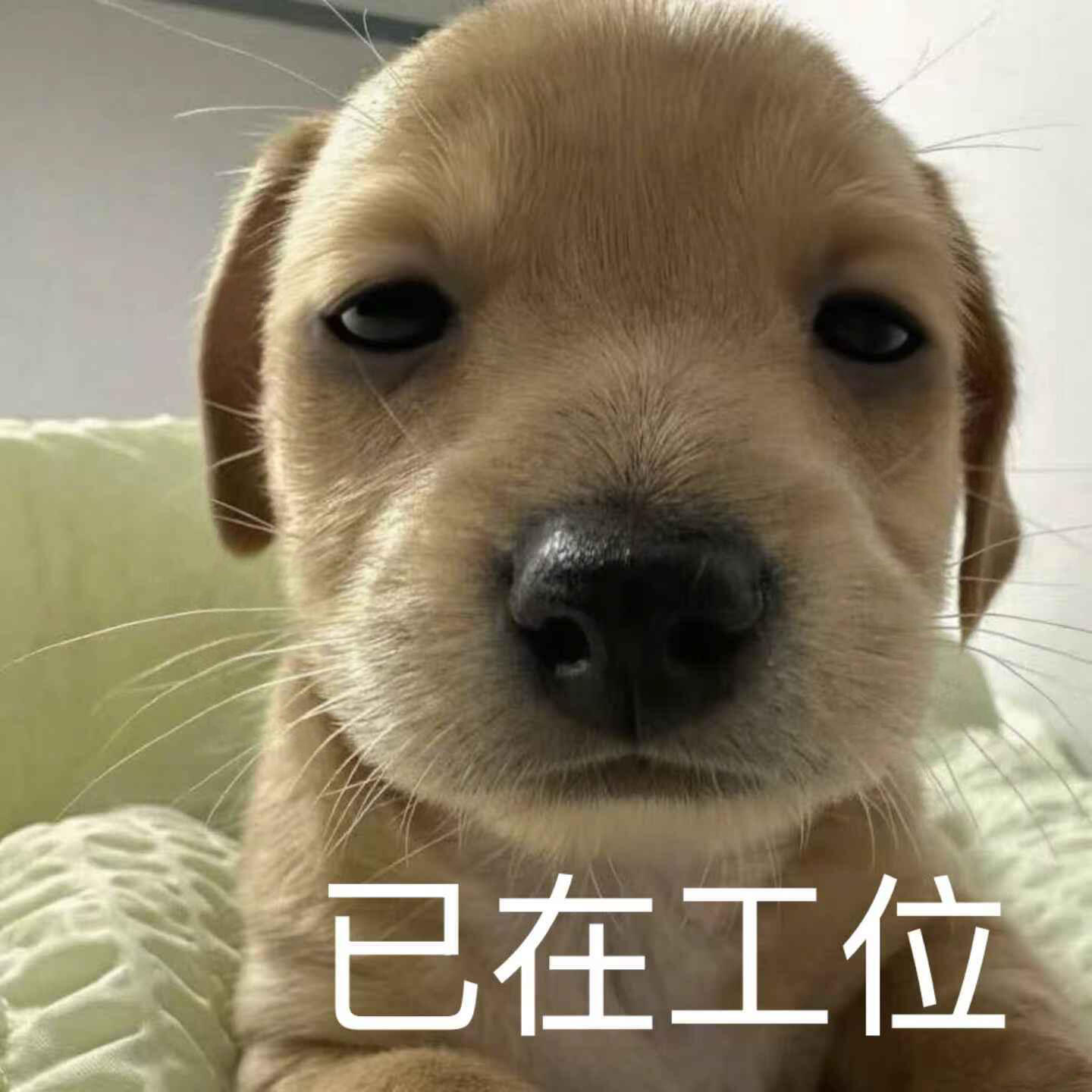 辛辛苦苦的我辛辛苦苦找了一份辛辛苦苦的工作 