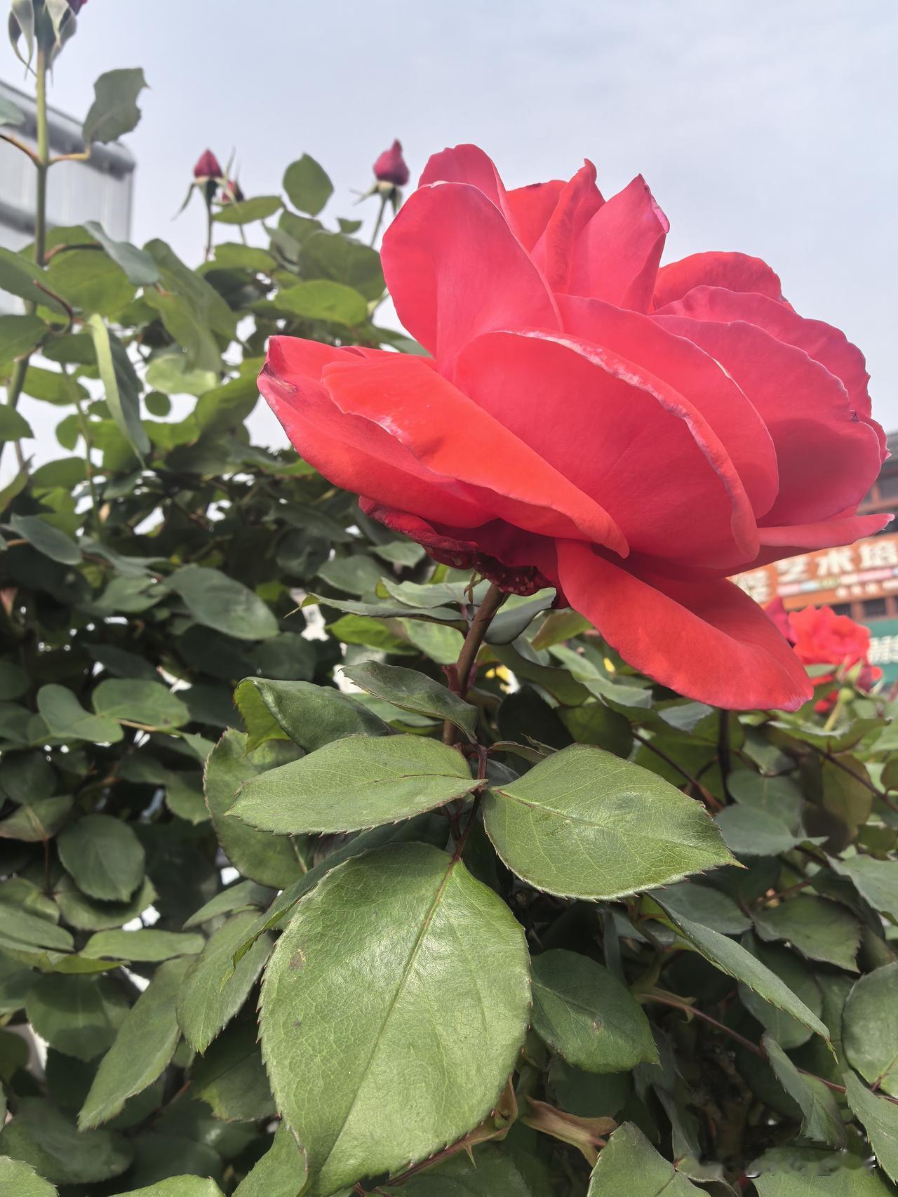 一晃眼，温柔的五月就要落幕了。烂漫的春色慢慢退场，浅夏的清风缓缓而来，不燥热、不