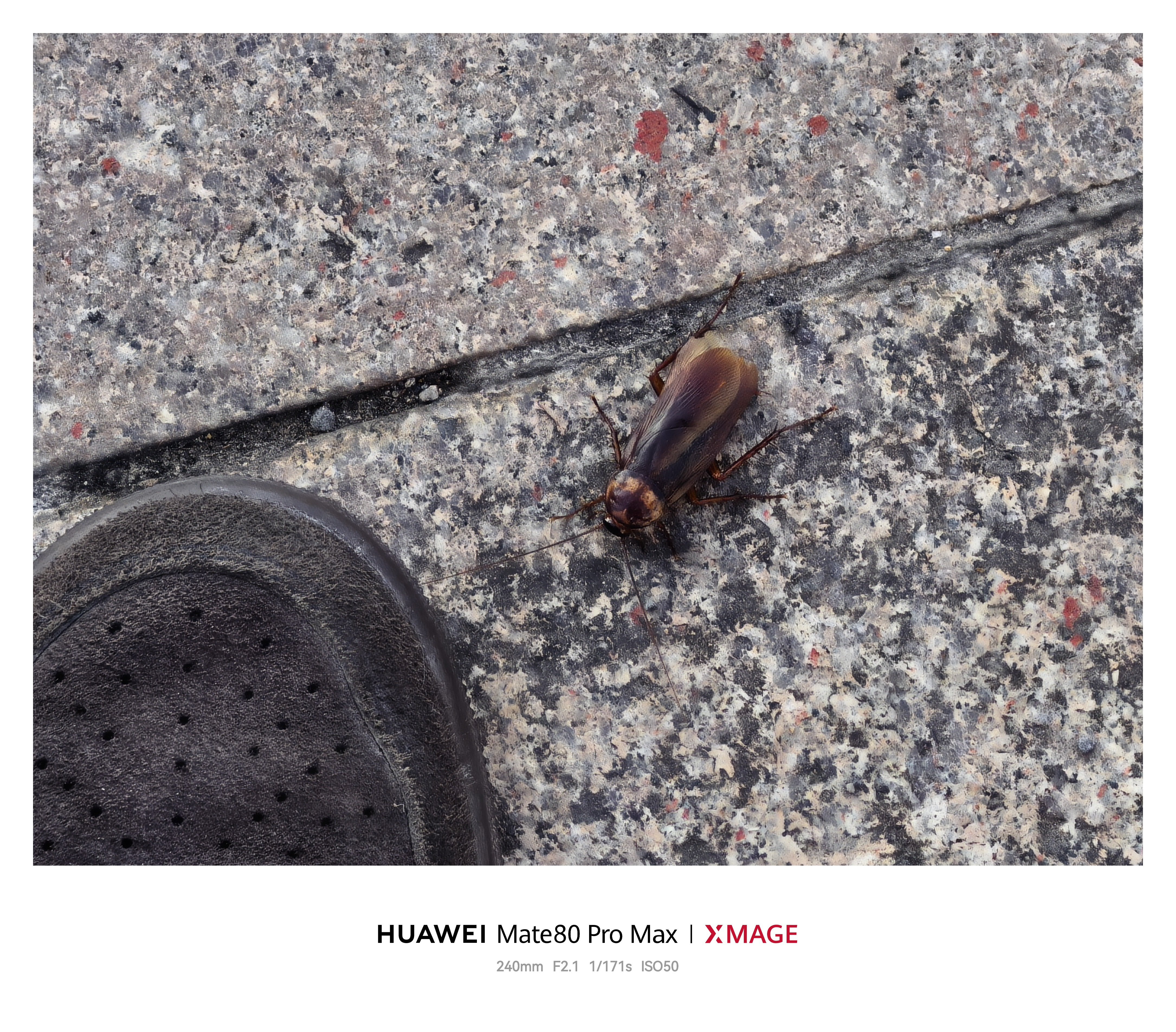 挖槽！！广东的小强，大大只了吧！