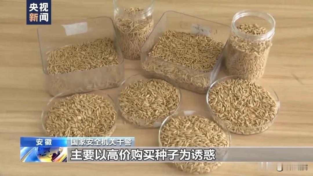 国安部微信公众号说咧，这几年外国间谍盯上咱的粮食咧。这帮人偷偷弄咱的大豆、玉米、