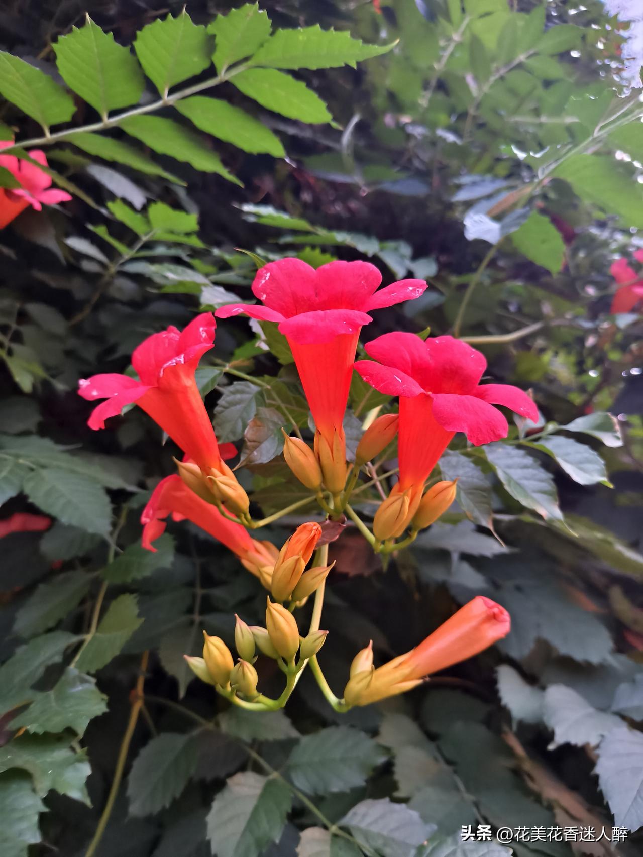 花美花香迷人醉