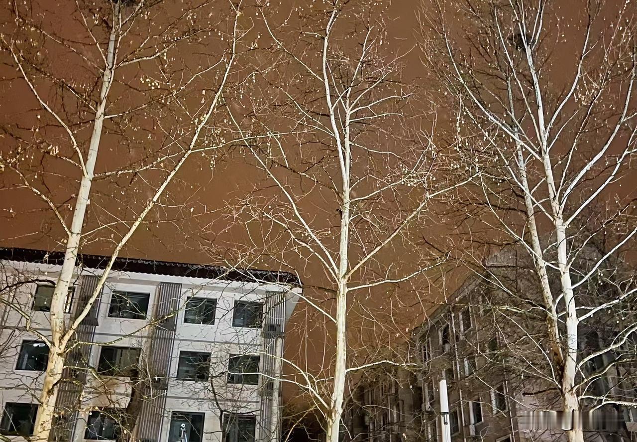 （1556）：北平夜里下雪了！孩子自小在南方长大，至今还没有见过雪。