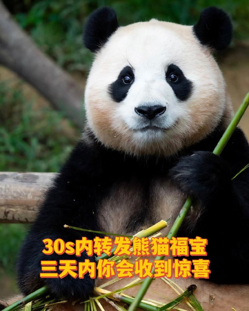 刷到福宝请不要无视，许愿超灵 
