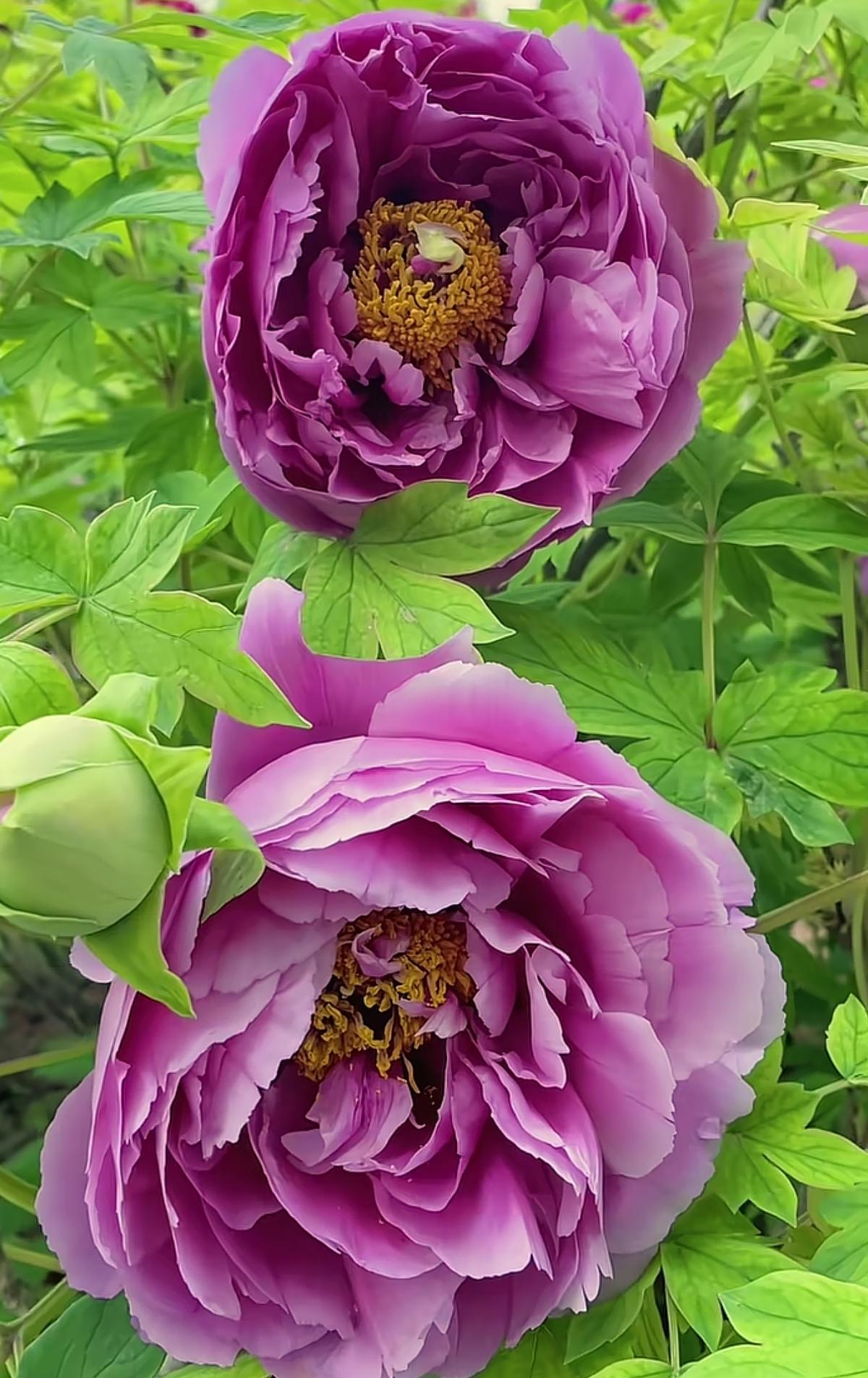 晒一晒你拍的牡丹花随手拍～