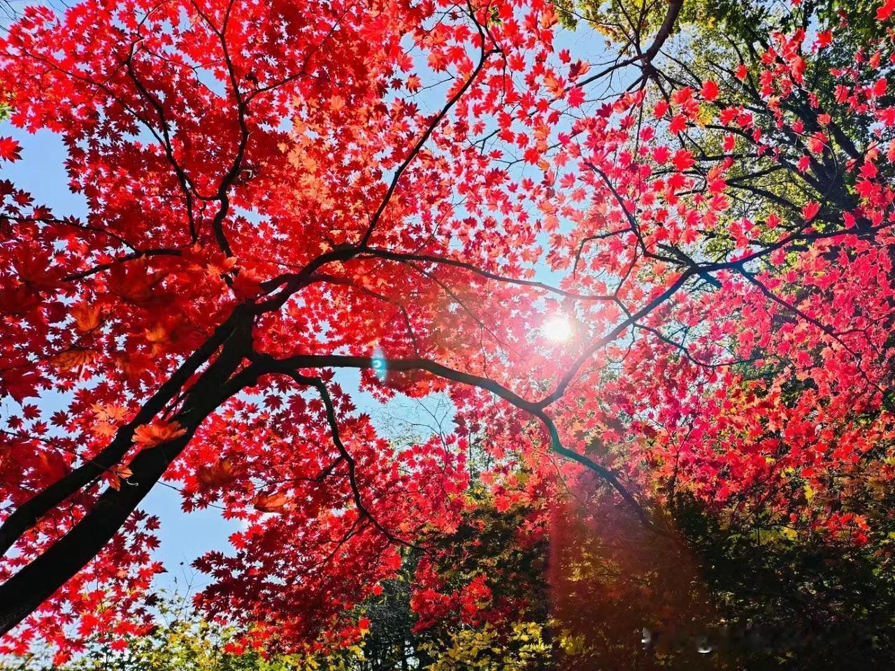 秋天的树叶，像云端的彩虹