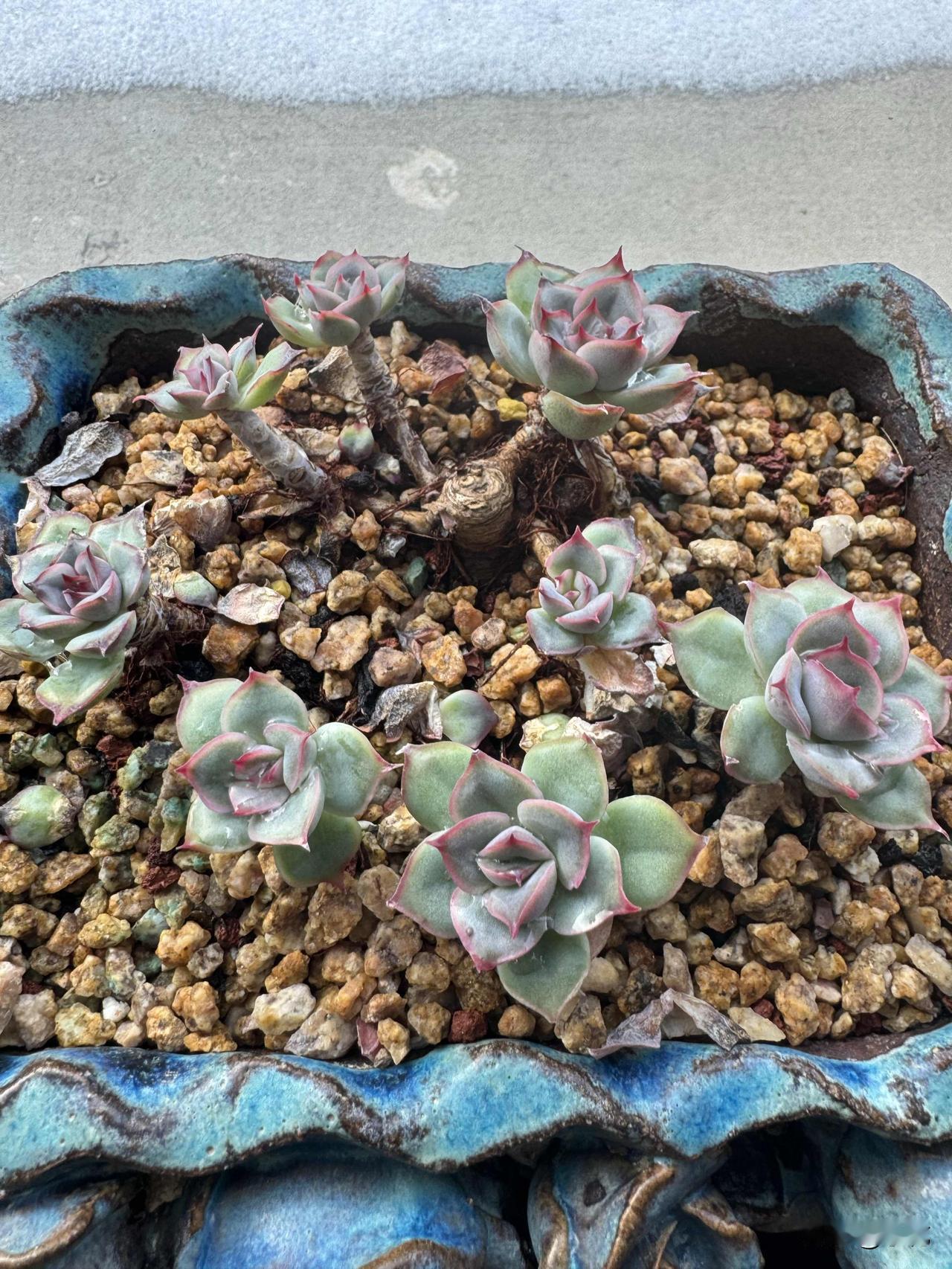 我超爱猎户座这款多肉！它是景天科拟石莲属的，叶片长匙形，有层薄白霜，叶缘还有半透