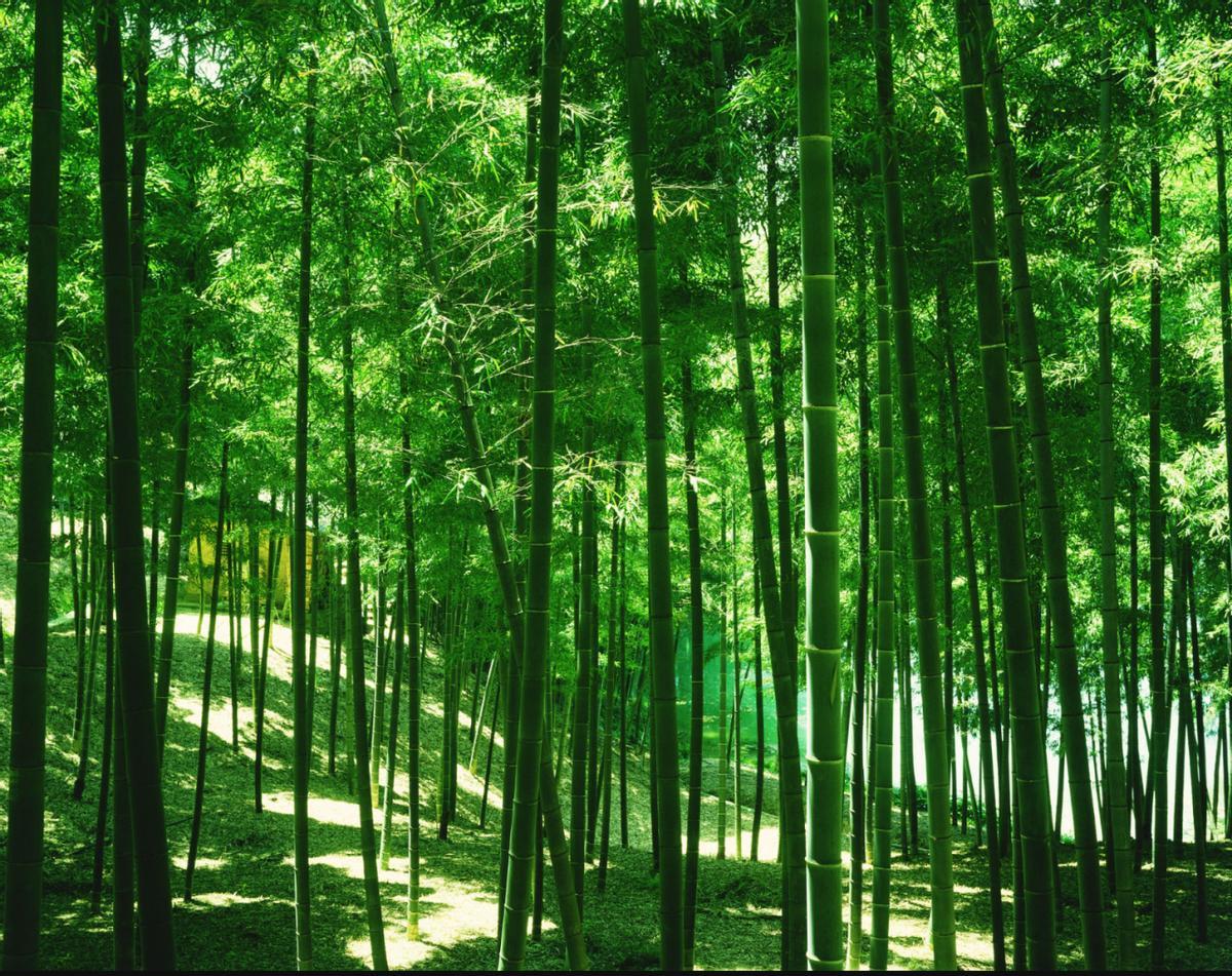 标题：竹包装账
很多人看到快递要用竹制包装，第一反应就是环保。其实，真正值得关注
