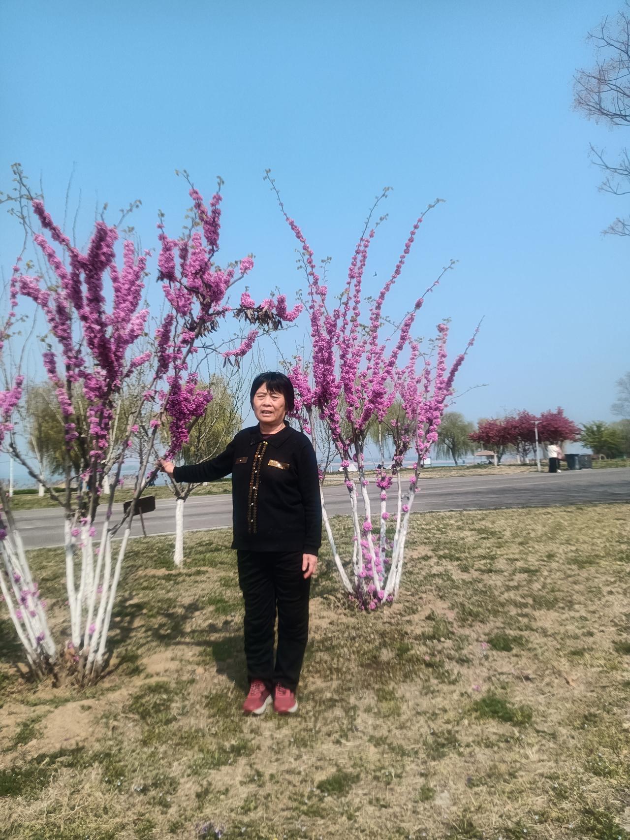 清明踏青
藏头诗
文/李兴伟
清明踏赏脑神清，
明目瞻观花树红。
踏青足畔疾生风