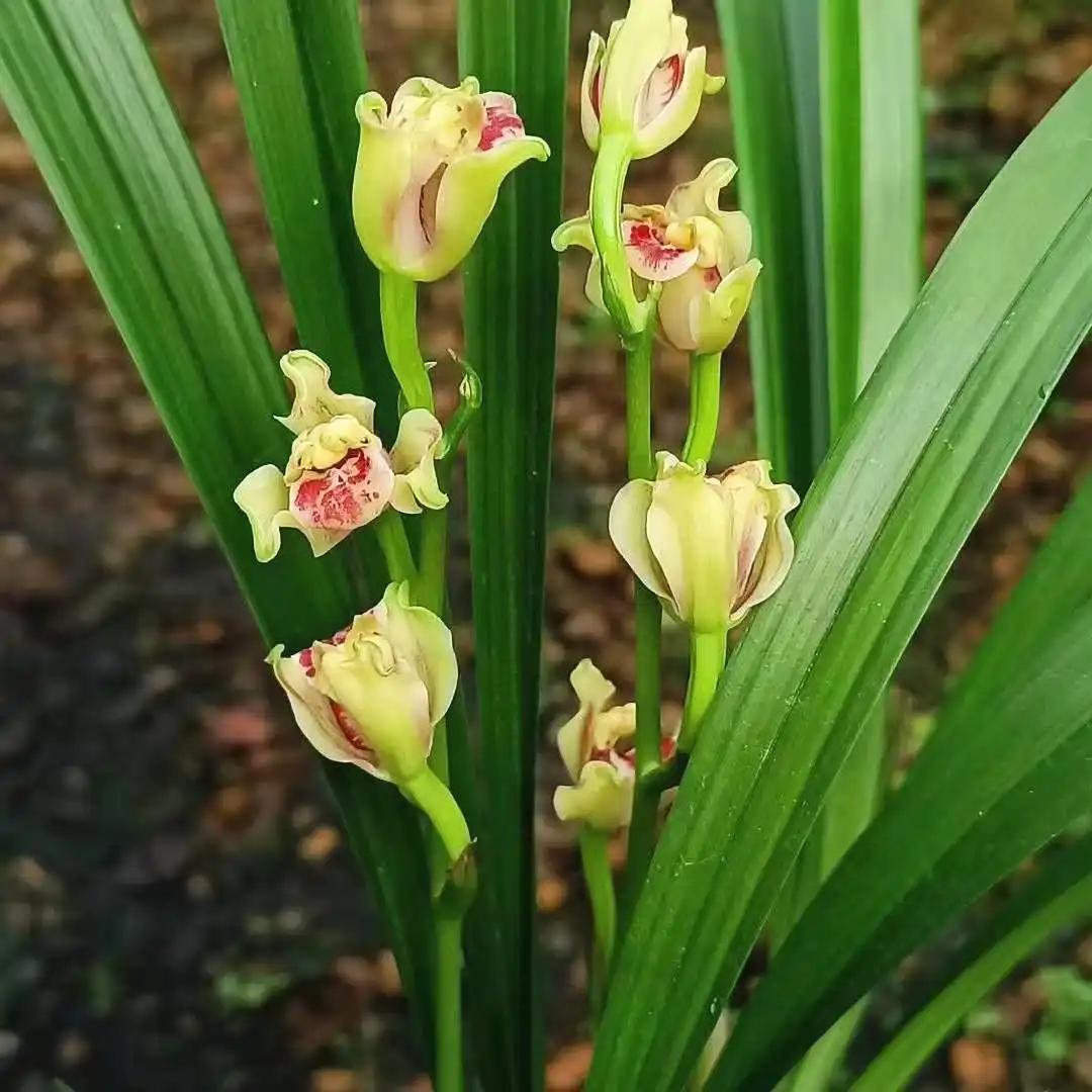 岁月如刀刀刀狠，求下联
 下联：光阴似箭箭箭疾。