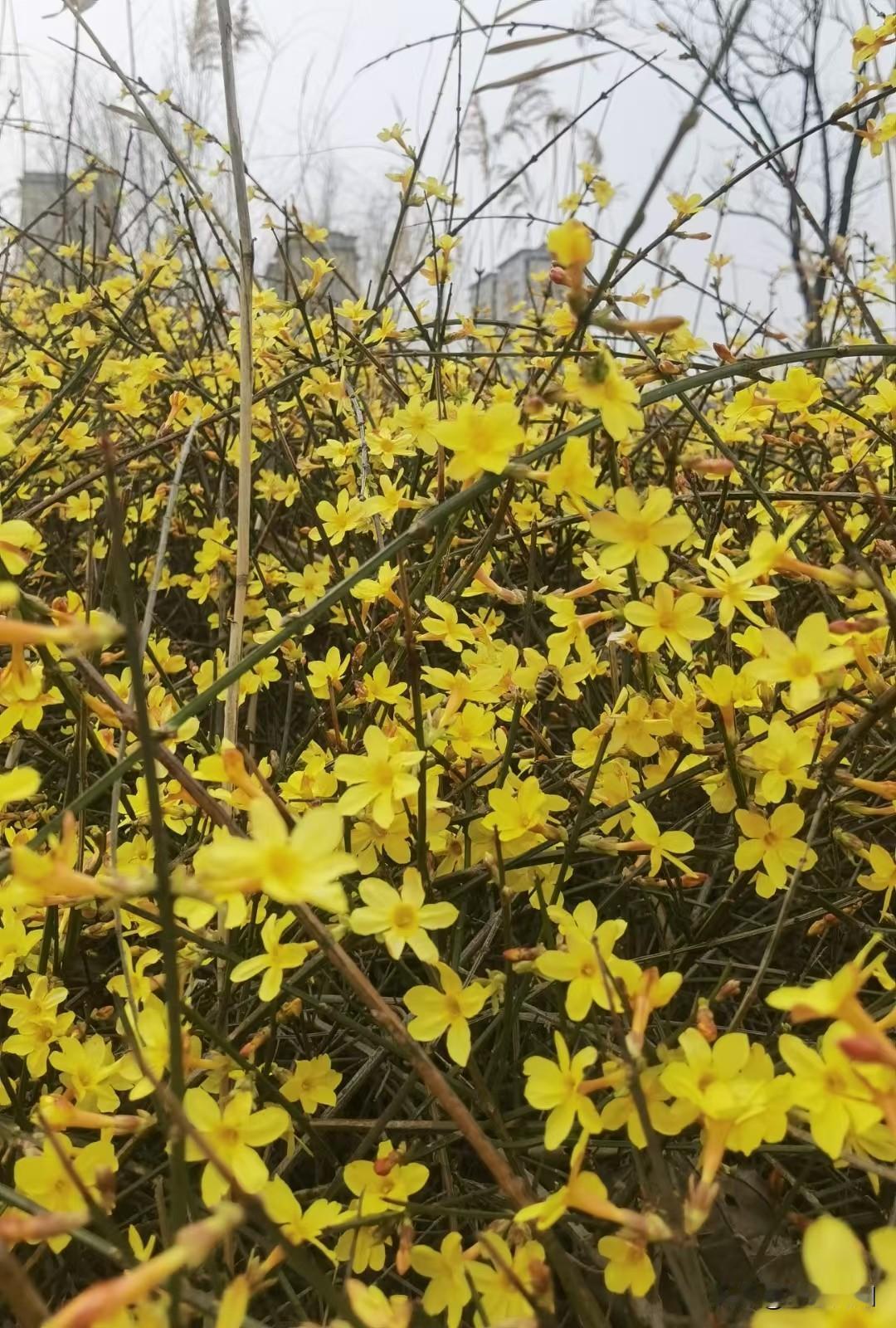 我和老公去给他大姑烧纸。
我看天气预报说，天气温度低，有风，虽说立春了，我又把羽