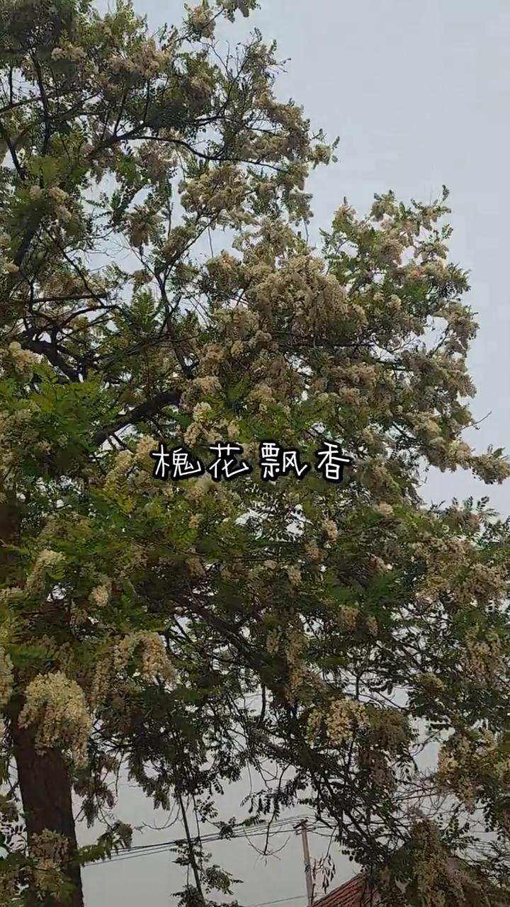 槐花飘香。