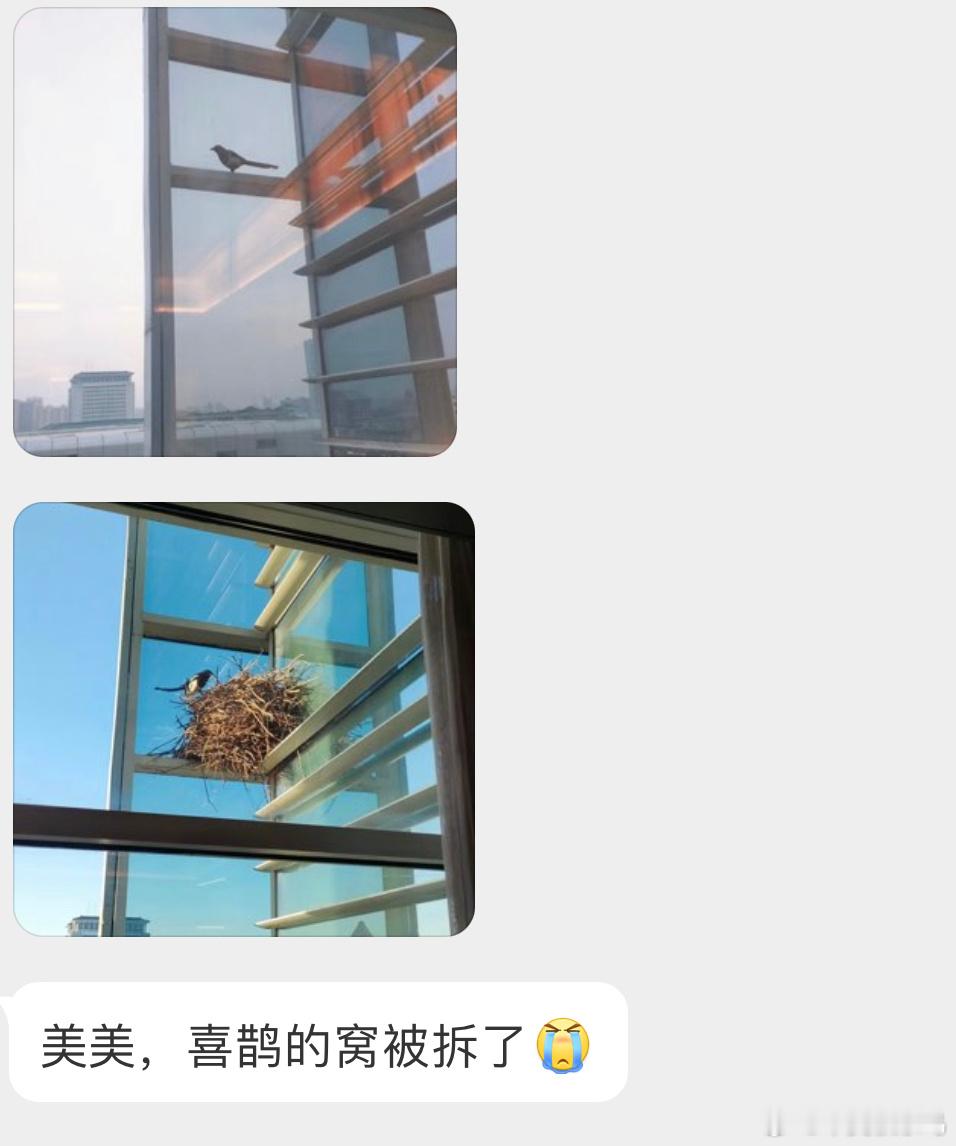 可怜的喜鹊下次换个地方吧[泪] ​​​