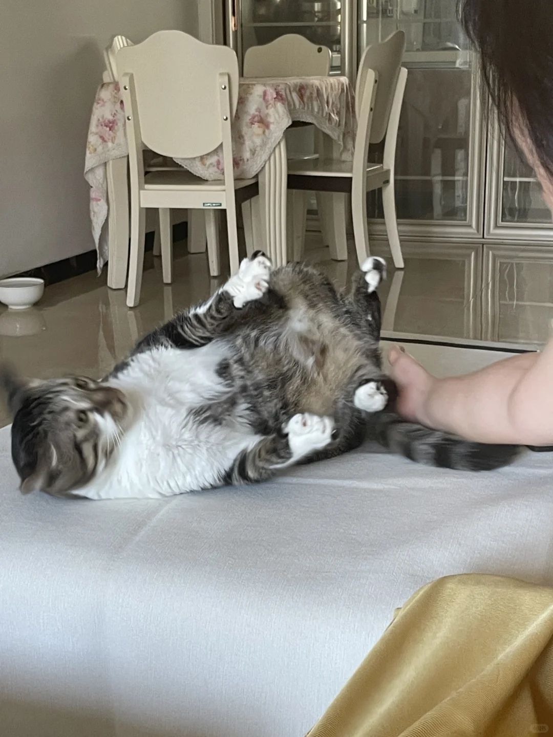 我妈也是会欺负猫的