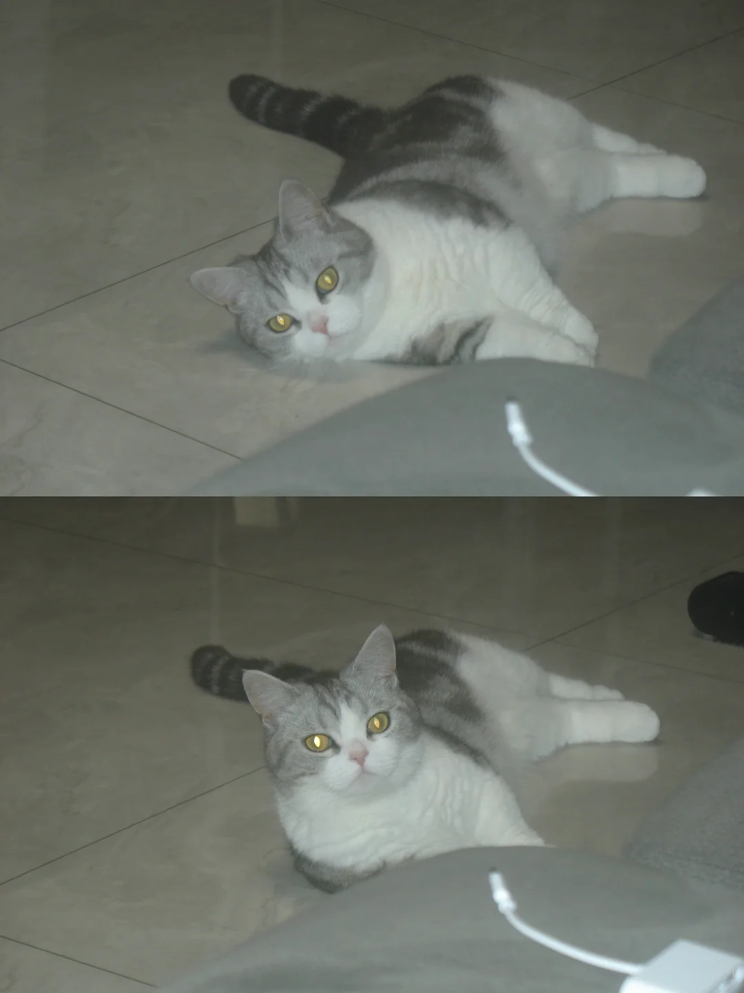 拿ccd拍的小猫