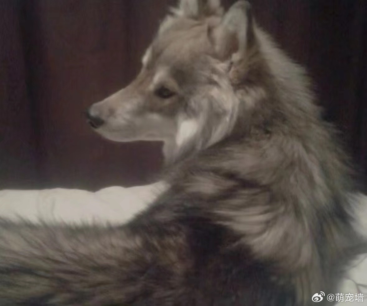 狼 