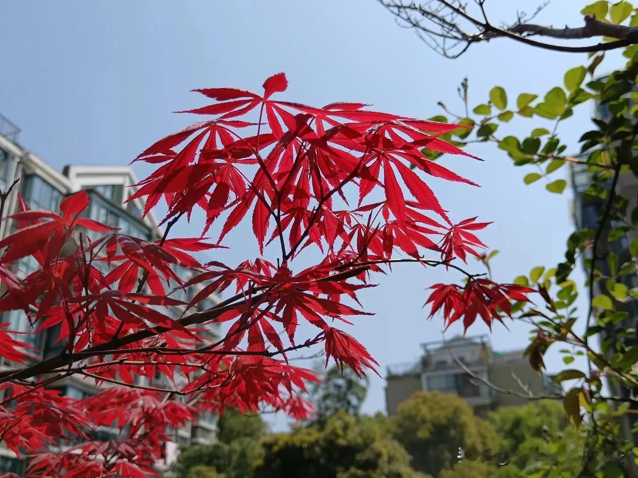 #春日生活打卡季#春风拂面，花开满园。桃花嫣红，樱花如雪，每一朵都在诉说着春天的