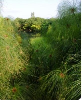 莎草纸
莎草纸（英语：Papyrus）作为古埃及文明的重要文化遗产，曾在数千年前