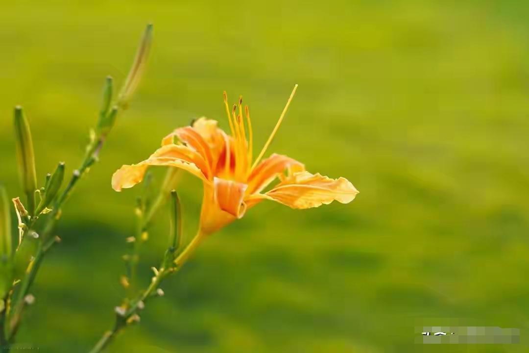 你还记得明尼苏达那个饥饿实验吗？

36个年轻小伙子，每天只吃半饱。几个月后，他