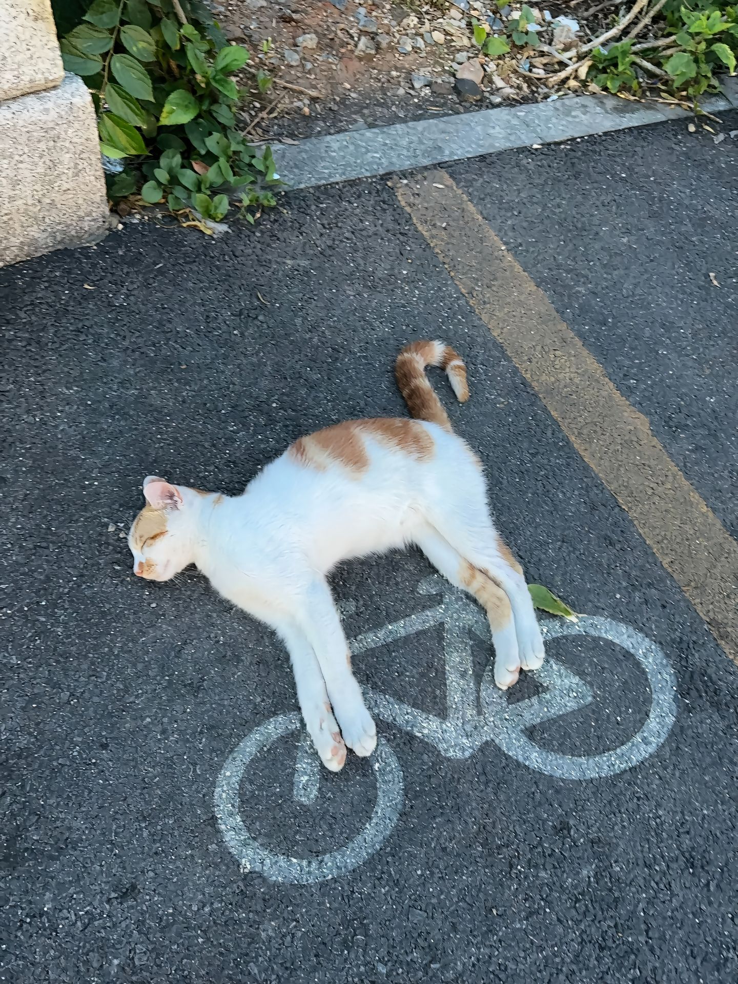 禁止小猫疲劳驾驶[污] ​​​