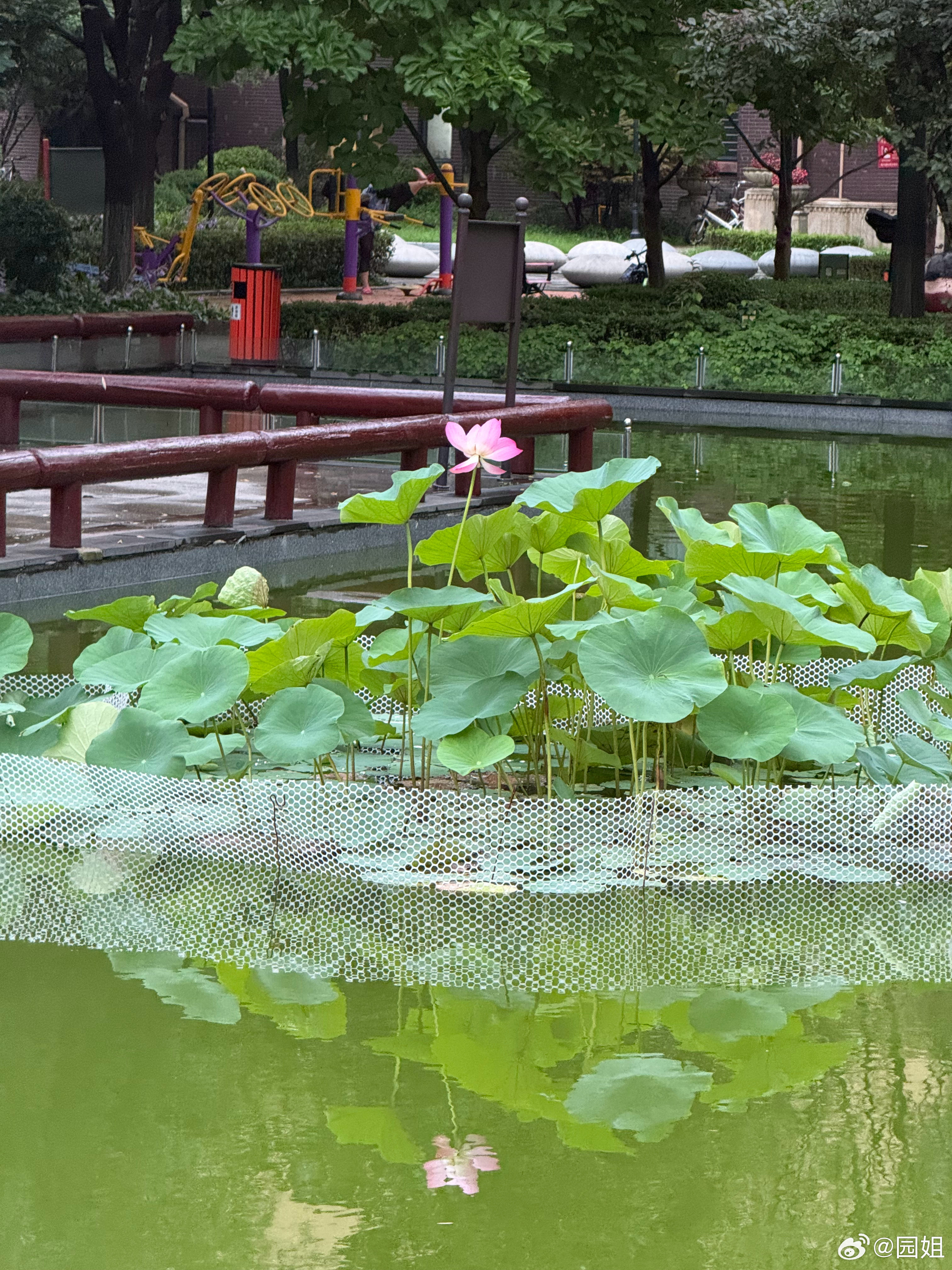 我们小区的荷花才开，虽然晚了点，但是依然很好看[哆啦A梦吃惊] ​​​