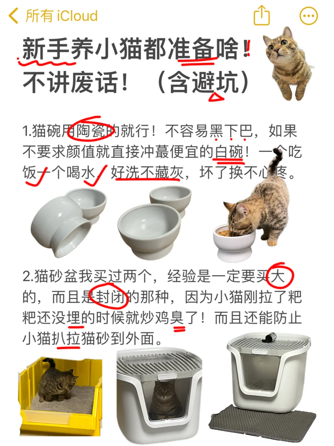 新手养猫都准备啥！不讲废话！（含避坑）