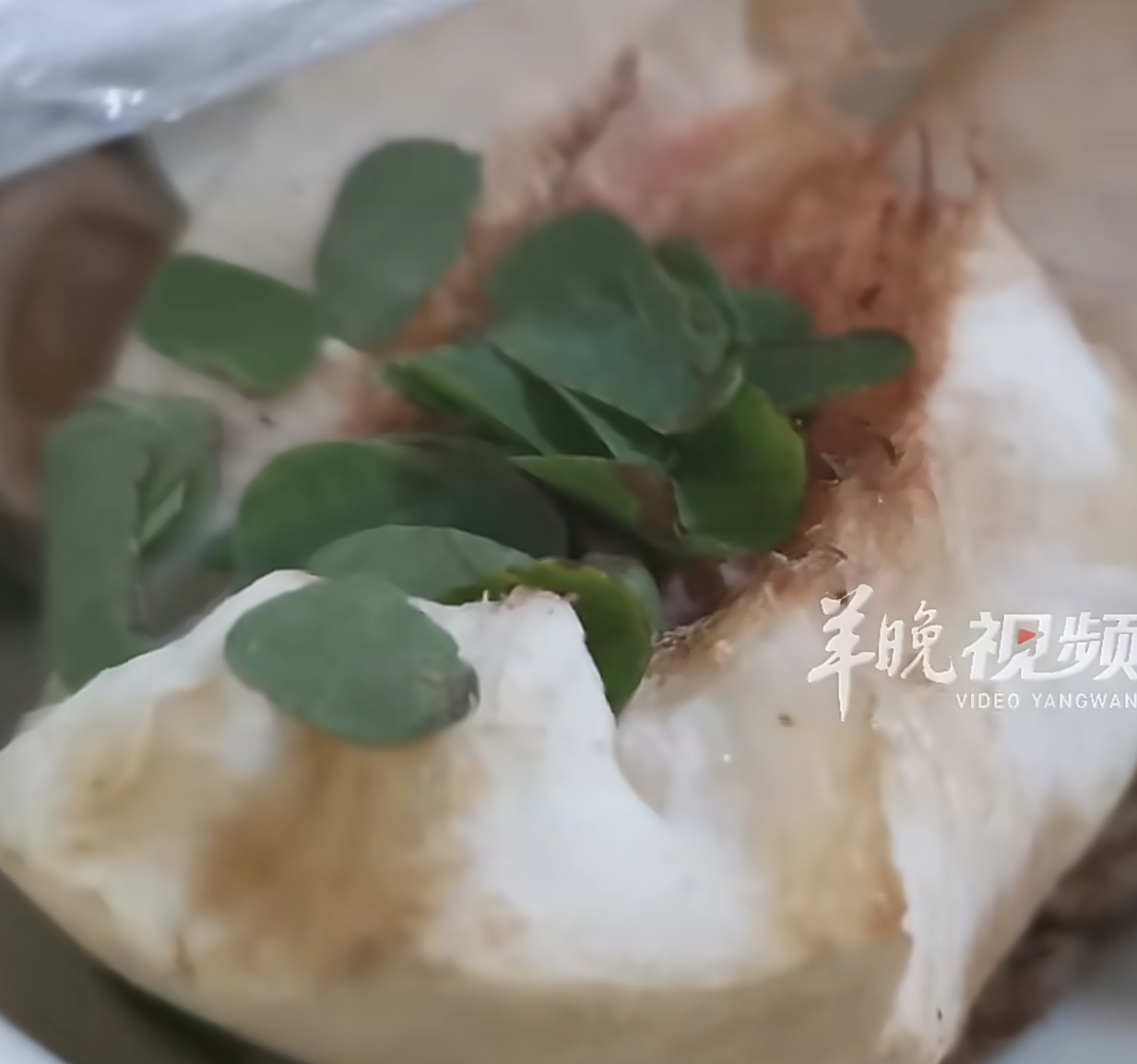 女子吃桃子咬开发现里面一堆树叶，真的是长见识了，只知道桃子里会有虫爬入，还真不知