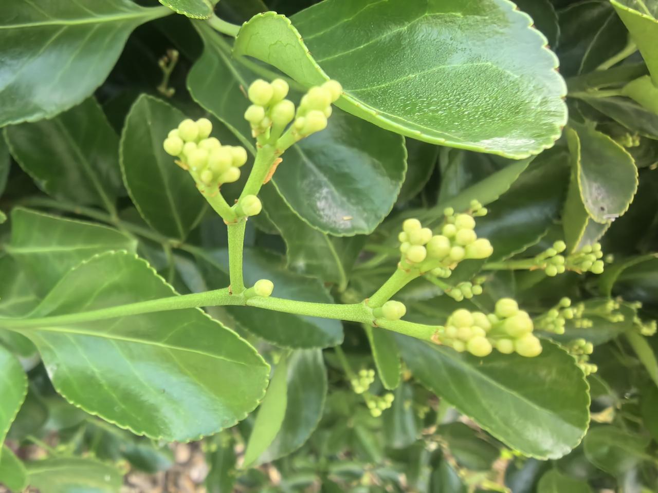 清新绿意盎然，小果儿初长成🌿🍃