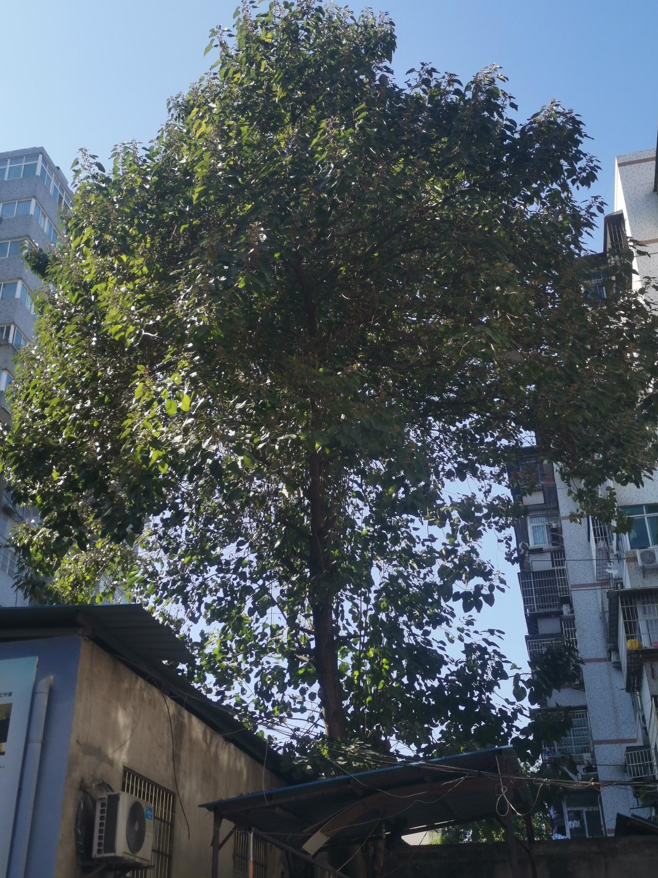 小区里的这棵泡桐树真是生命力旺盛。
我到这个小区十几年时间，这棵树两次被齐根砍伐