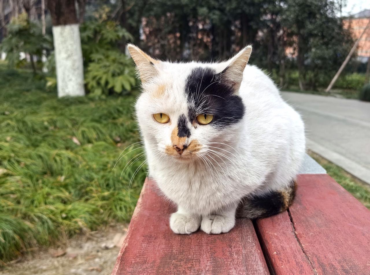 【热评】这样卖惨是廉价作秀
“留几手”自曝无颜面对公司员工

拥有1300万粉丝