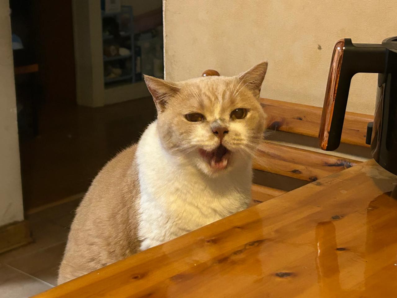 打个呵欠🥱，从不内耗的猫咪，生活如此美好#分享猫咪的日常# #分享宠物猫生活#