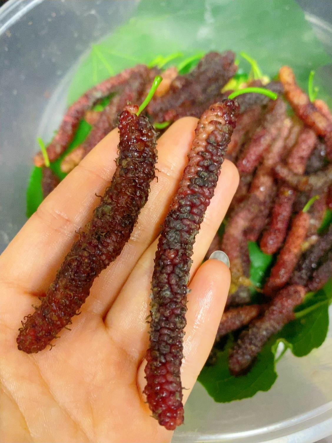 爆火水果长果桑来袭！不是“毛毛虫”，是桑葚界的“甜蜜天花板”

你见过长得像“毛