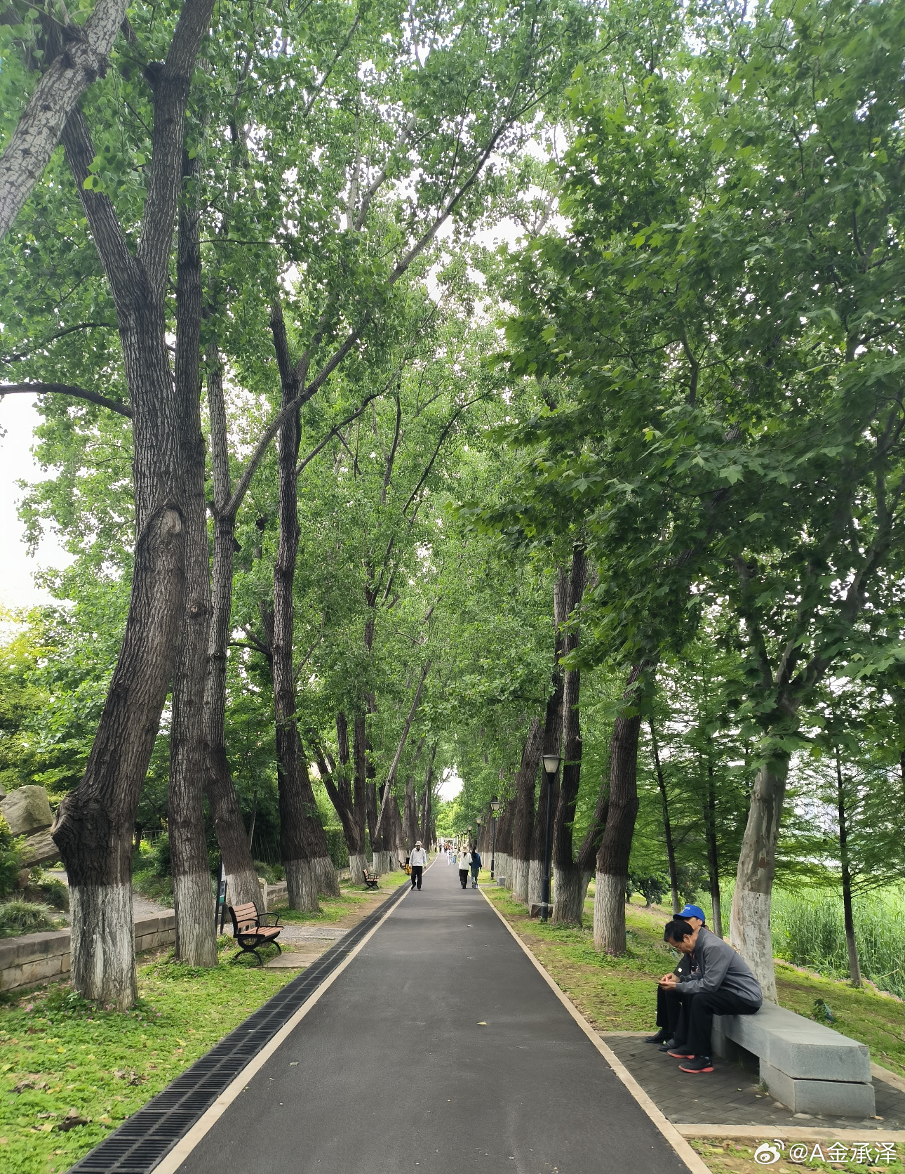 饭后漫步林间小道，满眼鲜活绿意，风裹着草木清香，暂时放下琐事，偷一段松弛的慢时光