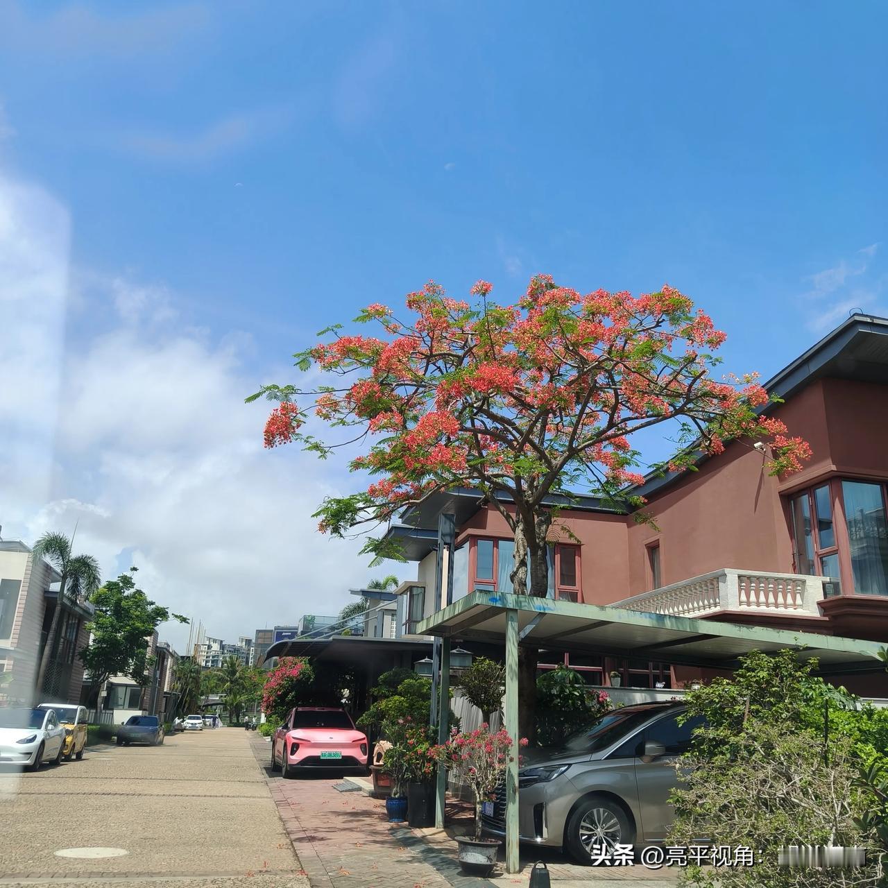 湛蓝的天空下，凤凰树花开半夏。红墙、灰瓦、白玻璃相互映衬。不远处的南渡江出海口，