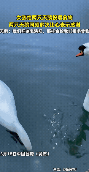两只天鹅吃完小朋友投喂的食物后，还不忘比心，以示对投喂的小朋友表示感谢。
和谐相