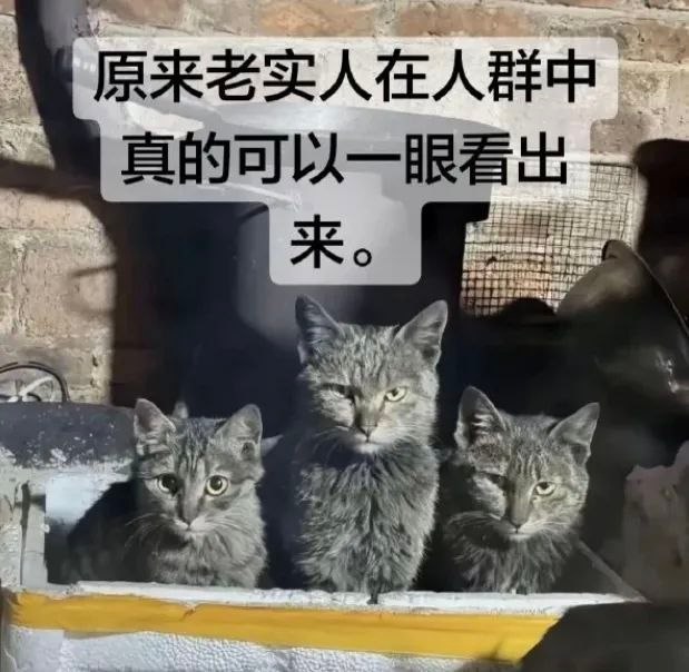 基多拉.jpg 