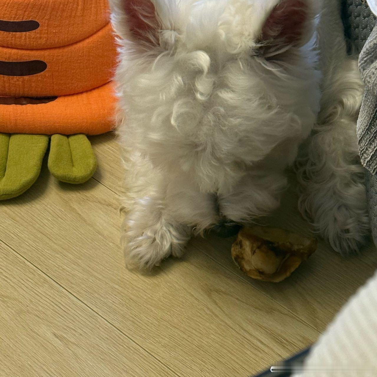不呆小呆呆吃大骨头🐶 