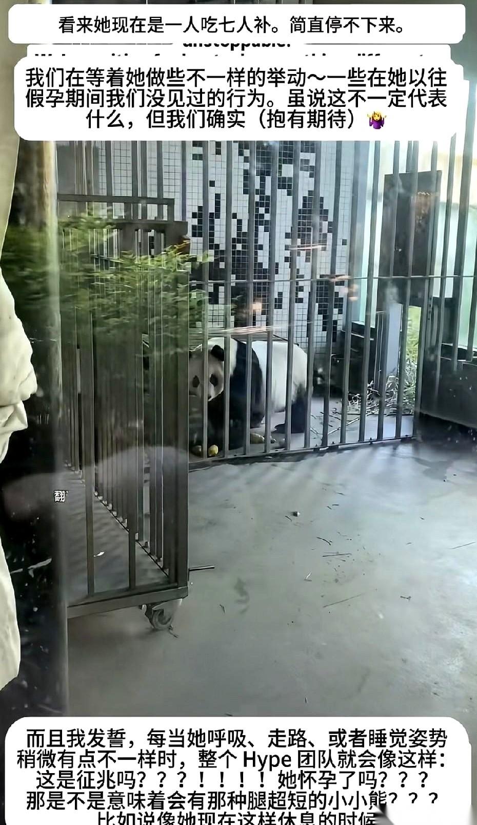 旅丹麦大熊猫“毛笋”和“星二”的这出跨国相亲大戏，终究还是彻底黄了。
整整六年时