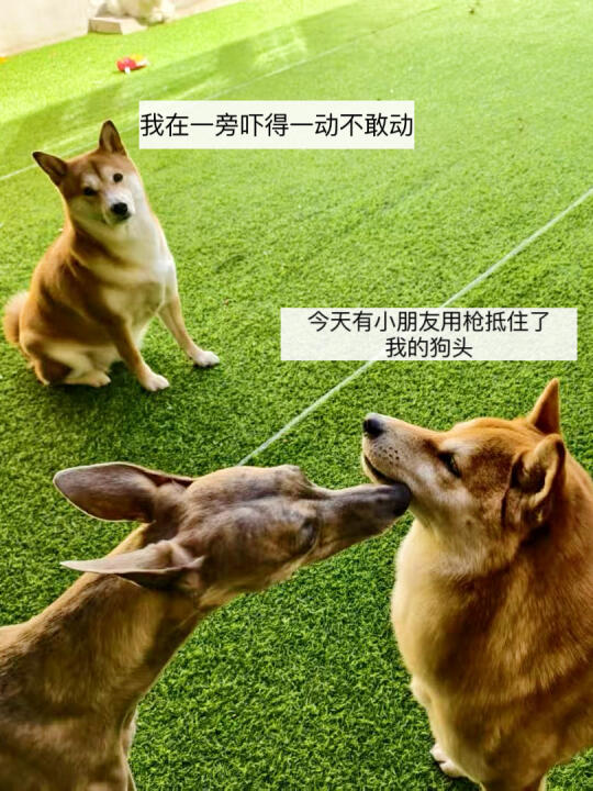 小狗子的幼儿园每天都料超多