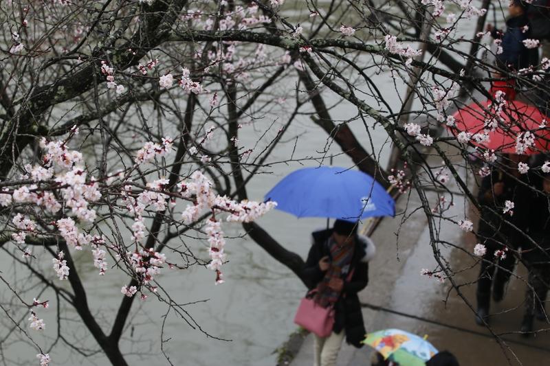 “细雨蒙蒙江南梦”，江南的春雨，堪称人间至美浪漫。春日的江南本就景致迷人，春雨飘