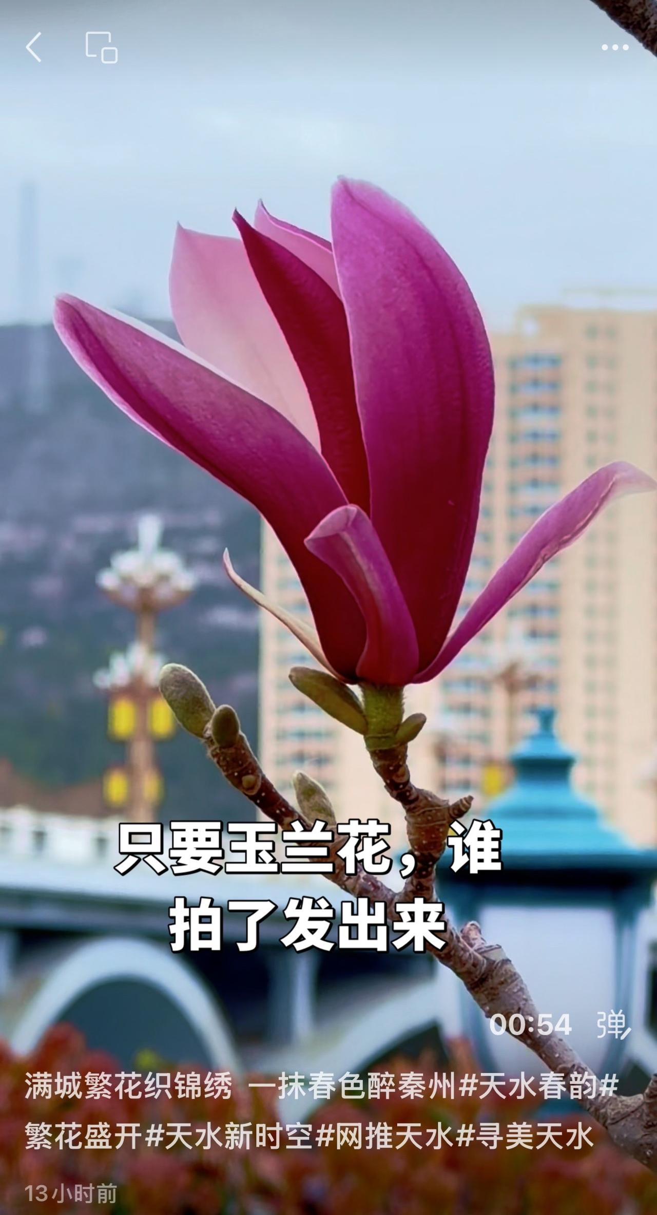 只要玉兰花，谁拍了发出来！只要玉兰花，谁拍了发出来！玉兰花 玉兰花开了 红运玉兰